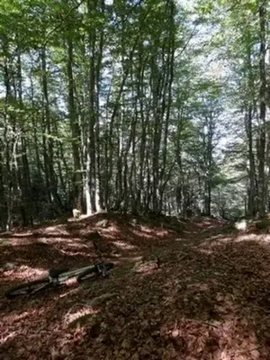 Joli coin de forêts lors de la sortie cyclisme dans les Cévennes