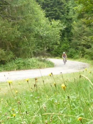 Descente en VTT au frais dans les belles forêts de conifères des cévennes