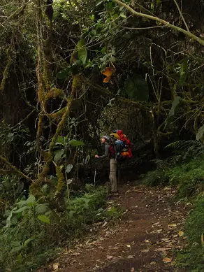 La tentaculaire selva (2 heures après Maïzal) et impressionante sur le Trek de  choquequirao au Pérou