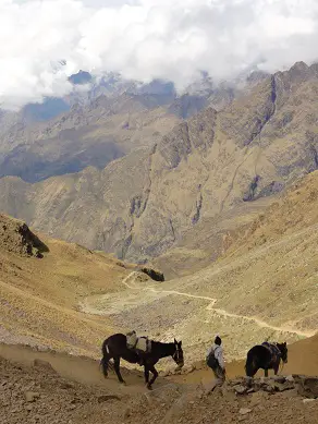 La mule indispensable sur le trek de choquequirao au Pérou