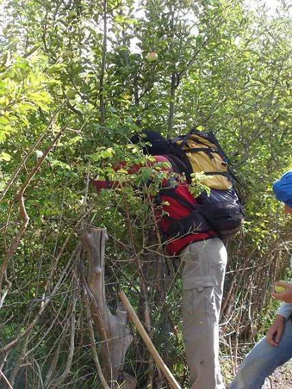 Voici Aziz notre guide, entrain de cueillir des baies - 2009 - CP F. Desjouis