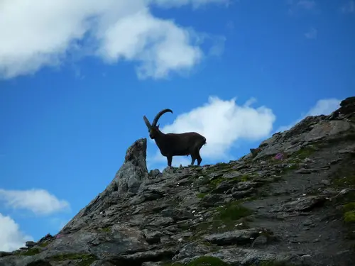 Le territoire du bouquetin VTT au Queyras