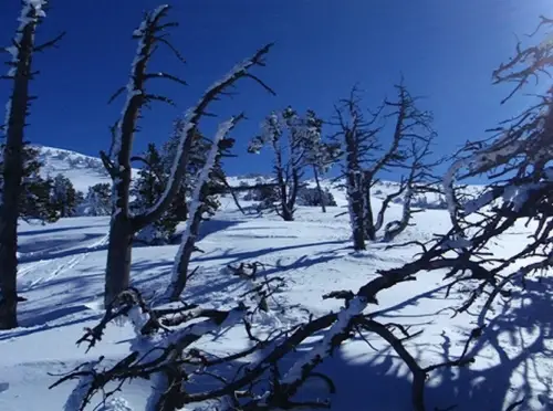 Quand la neige s'amuse avec les branches.