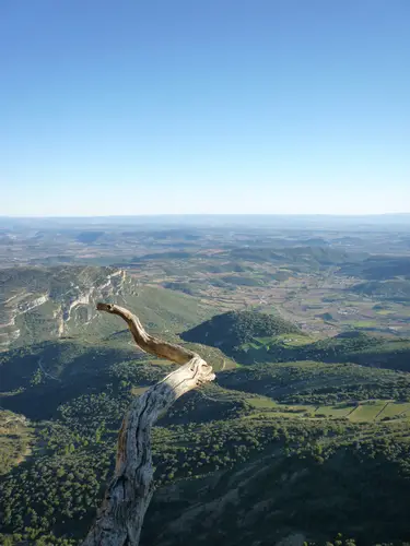 Serpent de bois à la Roca Alta durant notre sessions Escalade à Vilanova de Meià