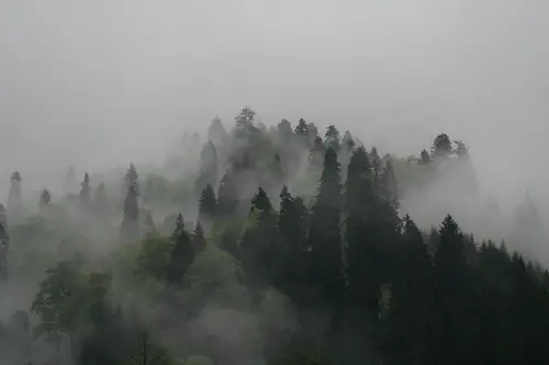 Forêts embrumées au-dessus d'Ayder dans le massif du Kaçkar