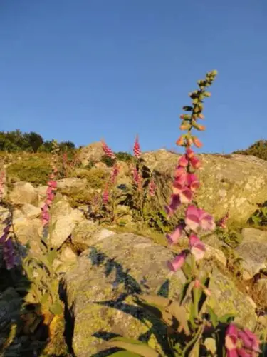 Digitale pourpre au petit matin lors de notre traversée de la Corse