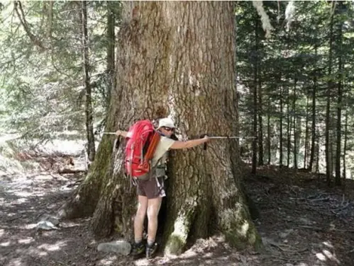 Rencontre d'un arbre pour le moins imposant lors de notre traversée de la Corse