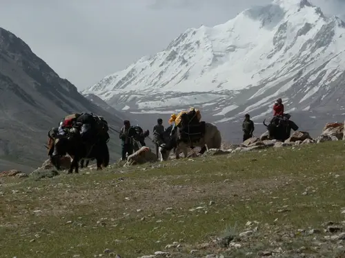 Les yaks du Pamir remplacent avantageusement les ânes !