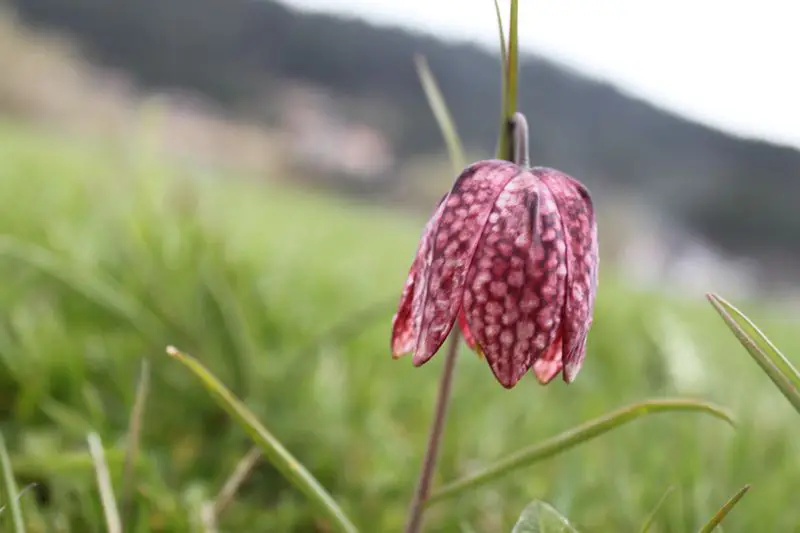 Morteau_fleur fritillaire pintade-avril 2011-www.partir-en-vtt.com - traversée du massif Jurassien