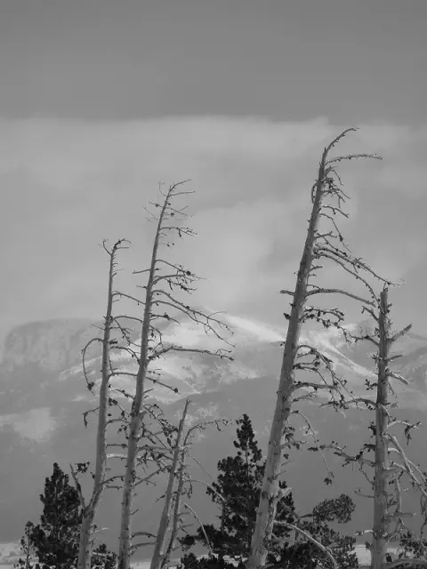 Une nature malmenée: les Pyrénées Orientales savent être très hostiles avec leurs armes, le vent en l'occurrence.