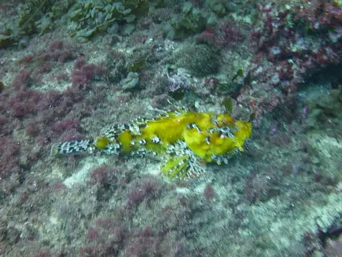 plongée en Corse