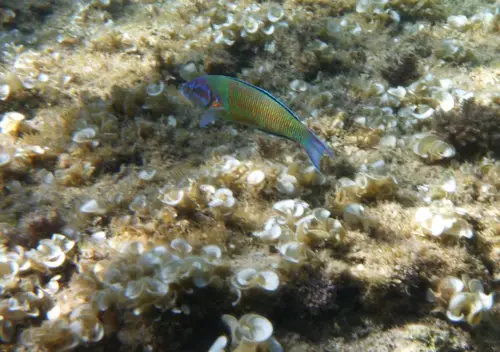 plongée en Corse