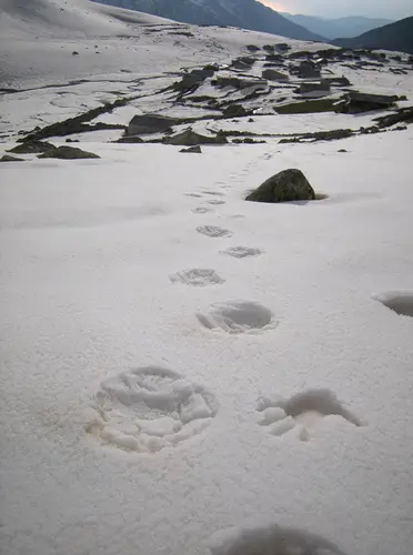 Traces d'ours dans la neige dans le massif du Kaçkar