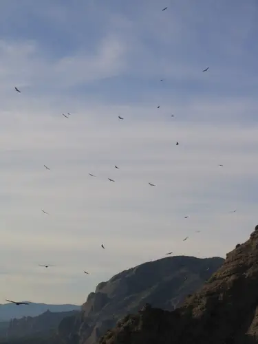 Un escadron de vautours au dessus des Riglos, bien tranquille par ici. escalade aux Mallos de Riglos