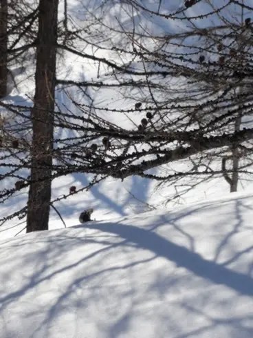 Lost in the forest ? Chacun prend sa voie