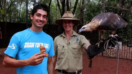 Un balbuzard au Territory Wildlife Park en Australie 