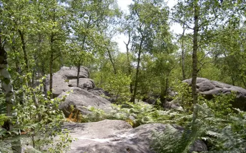 bloc en foret de fontainebleau