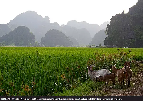 #Ha Long terrestre - A vélo sur le petit sentier qui serpente au milieu des rizières... direction la pagode Bich Dong - Vendredi 26 avril 2013
