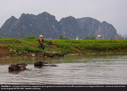 #Gardian #1 - Camargue vietnamienne, la gardienne (ou le gardien) n'est jamais loin des buffles qui pêtrent ou se baignent librement - un bras de rivière de Kenh Ga vers la grotte de Van Trinh - Samedi 27 avril 2013