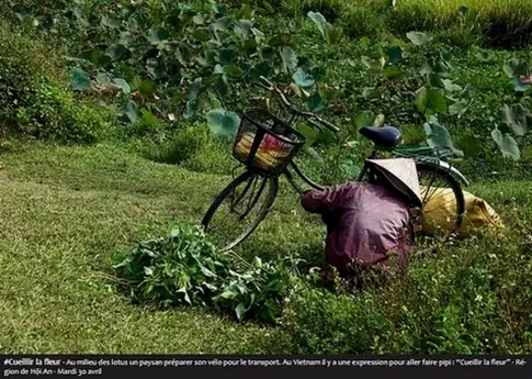 #Cueillir la leur - Au milieu des lotus un paysan préparer son vélo pour le transport. Au Vietnam il y a une expression pour aller faire pipi : "Cueillir la leur" - Région de Hội An - Mardi 30 avril