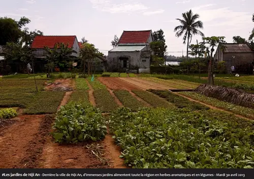 #Les jardins de Hội An - Derrière la ville de Hội An, d'immenses jardins alimentent toute la région en herbes aromatiques et en légumes - Mardi 30 avril 2013