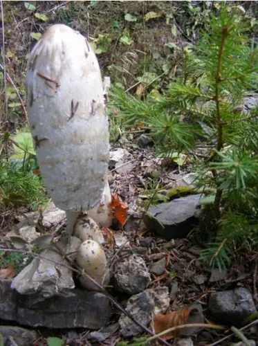 randonnée à Bellevaux Chevrerie