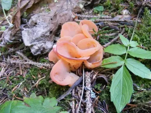 randonnée à Bellevaux Chevrerie